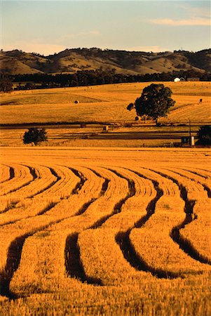 Overview of Farmland and Hills The Barossa Valley South Australia, Australia Stock Photo - Rights-Managed, Code: 700-00061695
