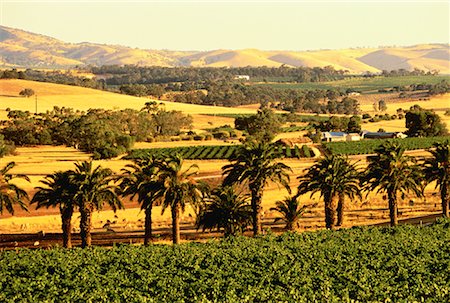 Overview of Landscape and Farmland, The Barossa Valley South Australia, Australia Stock Photo - Rights-Managed, Code: 700-00061696