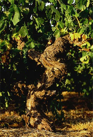 Close-Up of Withered Vines The Barossa Valley South Australia, Australia Stock Photo - Rights-Managed, Code: 700-00061692