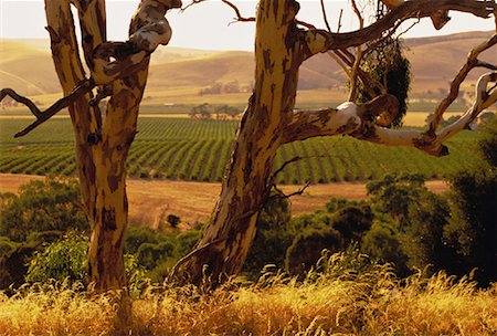 Trees and Overview of Farmland The Barossa Valley South Australia, Australia Stock Photo - Rights-Managed, Code: 700-00061693