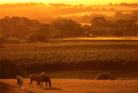 Overview of Farmland and Horses At Sunset, The Barossa Valley South Australia, Australia Stock Photo - Rights-Managed, Code: 700-00061706