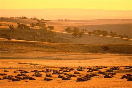 Overview of Farmland at Sunset The Barossa Valley South Australia, Australia Stock Photo - Rights-Managed, Code: 700-00061702