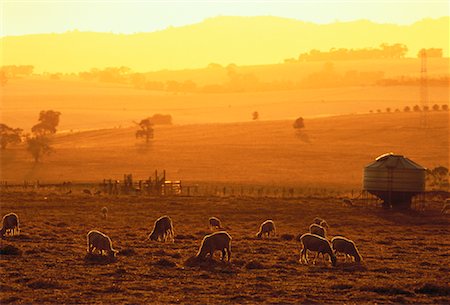 Overview of Farmland at Sunset The Barossa Valley South Australia, Australia Stock Photo - Rights-Managed, Code: 700-00061703