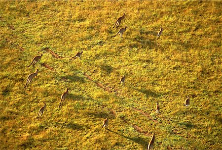 Aerial View of Kangaroos in Hunter Valley, New South Wales Australia Stock Photo - Rights-Managed, Code: 700-00061715