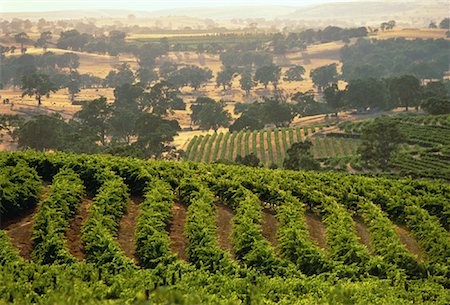 Overview of Eden Valley Vineyard The Barossa Valley, Australia Stock Photo - Rights-Managed, Code: 700-00061805