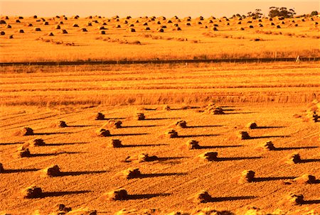 Overview of Harvested Field The Barossa Valley South Australia, Australia Stock Photo - Rights-Managed, Code: 700-00061801