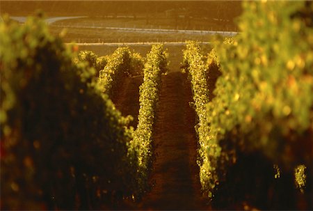 Vineyard at Jacob's Creek, The Barossa Valley, Australia Stock Photo - Rights-Managed, Code: 700-00061886