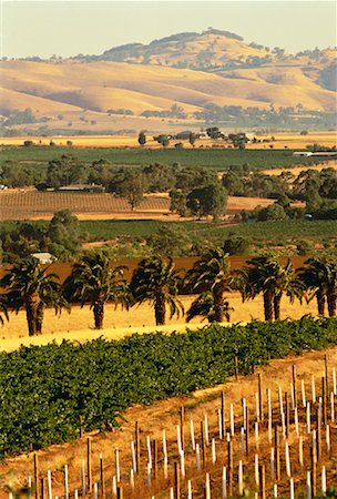Overview of Landscape and Vineyards, The Barossa Valley South Australia, Australia Stock Photo - Rights-Managed, Code: 700-00061883