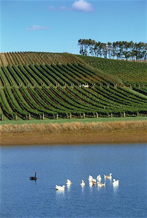 Lake at Pipers Brook Vineyard Pipers Brook, Tasmania, Australia Stock Photo - Rights-Managed, Code: 700-00062551