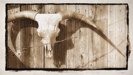 simsearch:700-00029228,k - Longhorn Skull on Wooden Fence Alberta, Canada Stock Photo - Rights-Managed, Code: 700-00062626