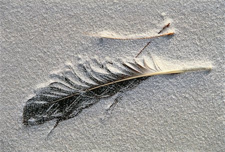 Close-Up of Feather in Sand Mount William National Park Bay of Fires, Tasmania, Australia Stock Photo - Rights-Managed, Code: 700-00062788
