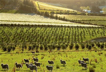 Overview of Vineyard Landscape Bicheno, Tasmania, Australia Stock Photo - Rights-Managed, Code: 700-00063088