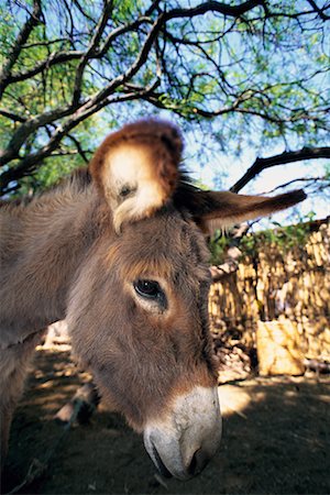Portrait of Burro Mexico Stock Photo - Rights-Managed, Code: 700-00063448