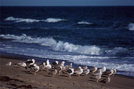 Seagulls on Beach Nantucket, Massachusetts, USA Stock Photo - Rights-Managed, Code: 700-00074488