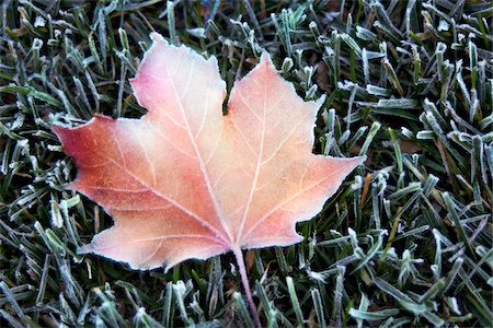 Maple Leaf and Grass with Frost Stock Photo - Rights-Managed, Code: 700-00074882