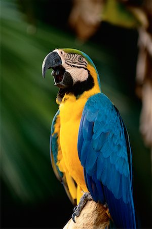 simsearch:700-00547107,k - Portrait of Blue and Gold Macaw Jurong Bird Park Singapore Stock Photo - Rights-Managed, Code: 700-00076614