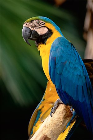 simsearch:700-00547107,k - Portrait of Blue and Gold Macaw Jurong Bird Park Singapore Stock Photo - Rights-Managed, Code: 700-00076615