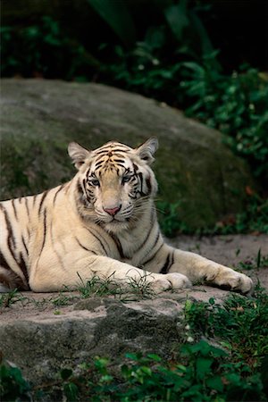 simsearch:700-00547107,k - White Indian Tiger in Singapore Zoological Gardens Singapore Stock Photo - Rights-Managed, Code: 700-00076611