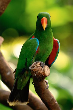 simsearch:700-00547107,k - Portrait of Eclectus Parrot Jurong Bird Park Singapore Stock Photo - Rights-Managed, Code: 700-00076613