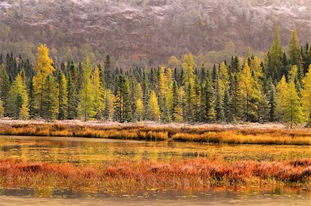 Fresh Snow on Grass near Costello Creek in Autumn Algonquin Provincial Park Ontario, Canada Stock Photo - Rights-Managed, Code: 700-00076764