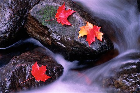 Feuilles d'erable en automne sur les rochers dans les cours d'eau, parc de la Gatineau, Québec, Canada Photographie de stock - Rights-Managed, Code: 700-00078533