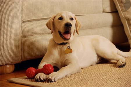 simsearch:700-00198258,k - Portrait of Dog Lying by Sofa Stock Photo - Rights-Managed, Code: 700-00078799