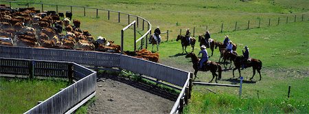 Cattle Round-Up Clairesholm, Alberta, Canada Stock Photo - Rights-Managed, Code: 700-00078899