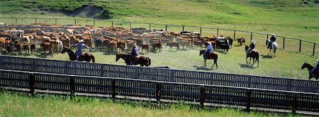 Cattle Round-Up Clairesholm, Alberta, Canada Stock Photo - Rights-Managed, Code: 700-00078901