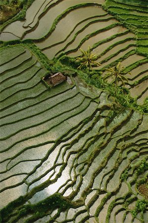 simsearch:700-01954895,k - Aerial View of Terraced Rice Fields Bali, Indonesia Stock Photo - Rights-Managed, Code: 700-00079505
