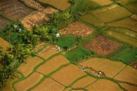 simsearch:700-00057322,k - Aerial View of Rice Fields Ubud, Bali, Indonesia Stock Photo - Rights-Managed, Code: 700-00079506