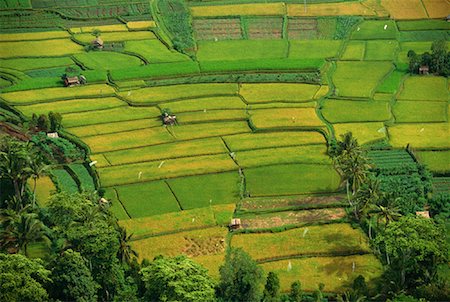 simsearch:700-01954895,k - Aerial View of Rice Fields Ubud, Bali, Indonesia Stock Photo - Rights-Managed, Code: 700-00079507