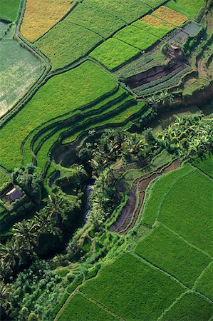 simsearch:700-01954895,k - Aerial View of Terraced Rice Fields Bali, Indonesia Stock Photo - Rights-Managed, Code: 700-00079500