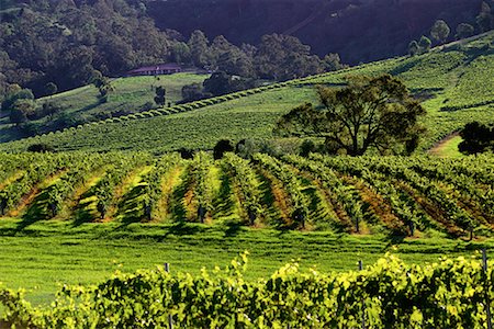 simsearch:700-00050296,k - Overview of Vineyards, The Hunter Region, New South Wales Australia Stock Photo - Rights-Managed, Code: 700-00071446