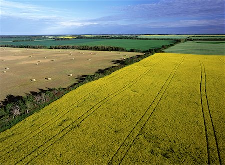 Aerial View of Canola and Alfalfa Fields, near Russell, Manitoba Canada Stock Photo - Rights-Managed, Code: 700-00073166