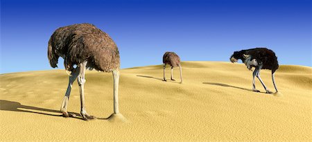 Ostriches with Heads in Sand In Desert Stock Photo - Rights-Managed, Code: 700-00085282