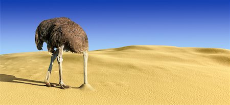 Ostrich with Head in Sand in Desert Stock Photo - Rights-Managed, Code: 700-00085283