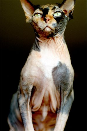 egyptian sphynx cat - Portrait of Egyptian Sphynx Cat Stock Photo - Rights-Managed, Code: 700-00085367