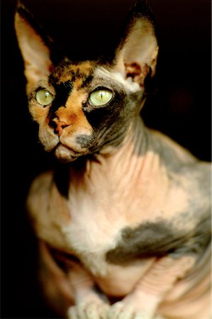 egyptian sphynx cat - Portrait of Egyptian Sphynx Cat Stock Photo - Rights-Managed, Code: 700-00085368