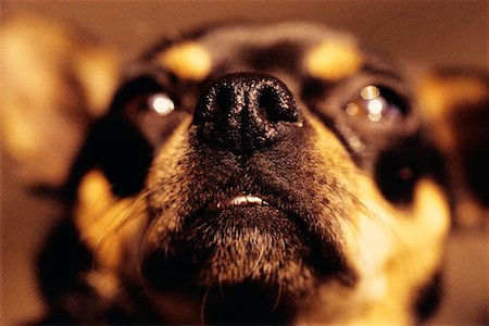 Close-Up of Chihuahua Stock Photo - Rights-Managed, Code: 700-00085399