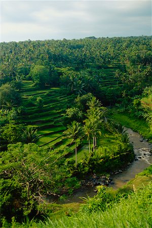 simsearch:700-01954895,k - Overview of Terraced Landscape And Trees Bali, Indonesia Stock Photo - Rights-Managed, Code: 700-00085803