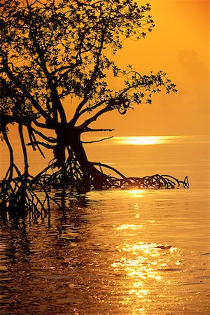 simsearch:700-02669459,k - Silhouette of Mangrove Trees in Water at Sunrise Havelock Islands, Andaman Islands India Stock Photo - Rights-Managed, Code: 700-00085874