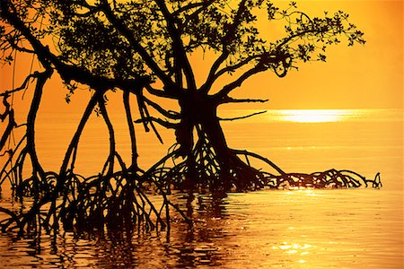 simsearch:700-02669459,k - Silhouette of Mangrove Trees in Water at Sunrise Havelock Islands, Andaman Islands India Stock Photo - Rights-Managed, Code: 700-00085875