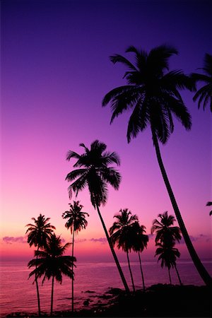 simsearch:700-02669459,k - Silhouette of Palm Trees at Dusk Port Blair, Corby's Cove Andaman Islands, India Stock Photo - Rights-Managed, Code: 700-00085876