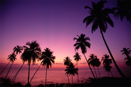 simsearch:700-02669459,k - Palm Trees Port Blair, Corby's Cove Andaman Islands, India Stock Photo - Rights-Managed, Code: 700-00085877
