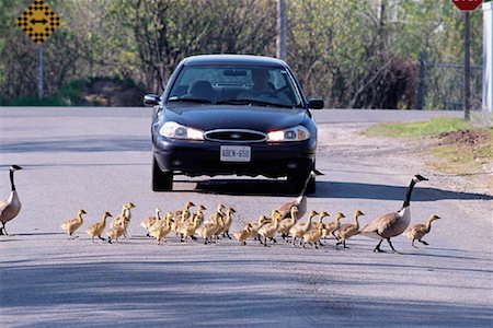 funny driver photos - Geese and Goslings Crossing Street in Front of Car Ontario, Canada Stock Photo - Rights-Managed, Code: 700-00086229