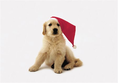 simsearch:600-02055834,k - Portrait of Golden Retriever Puppy Wearing Santa Cap Stock Photo - Rights-Managed, Code: 700-00086480