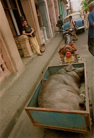 Pig in Trailer on Motorcycle Pinar del Rio, Cuba Stock Photo - Rights-Managed, Code: 700-00086745