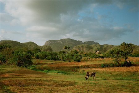 Overview of Landscape Vinales, Cuba Stock Photo - Rights-Managed, Code: 700-00086752