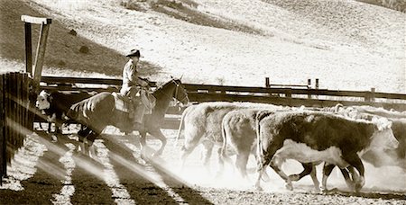 simsearch:700-00161937,k - Cowboy Herding Cattle Nevada, USA Stock Photo - Rights-Managed, Code: 700-00087042