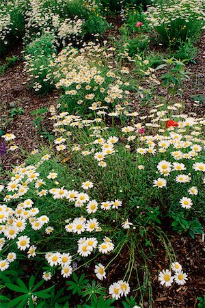simsearch:700-00182848,k - Ox-eye Daisies in Garden Stock Photo - Rights-Managed, Code: 700-00089117